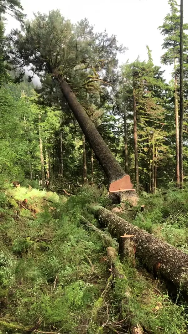Chainsaw cutting a trunk