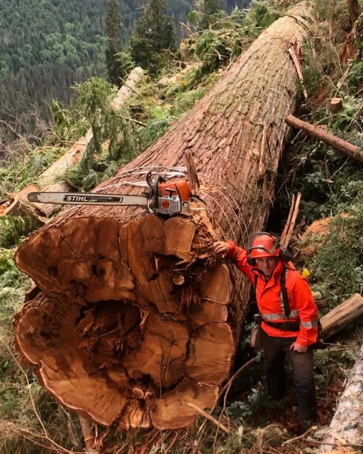 Tree Guy worker standing beside a very large felled log