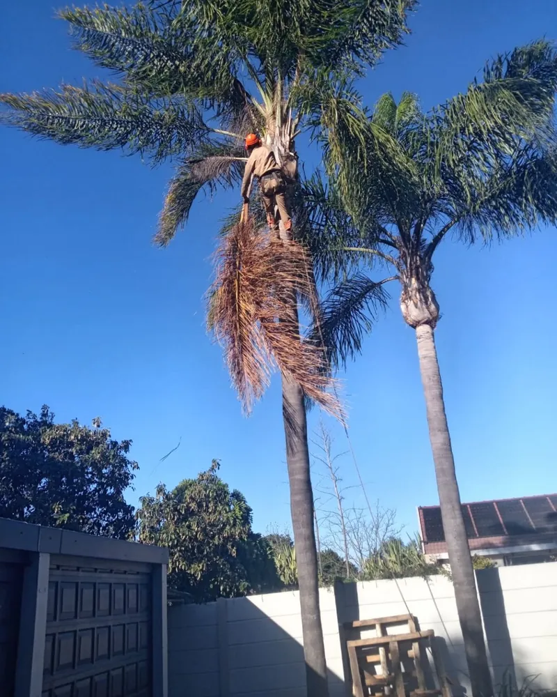 Tree Guy worker in an orange helmet pruning a palm above a garden wall