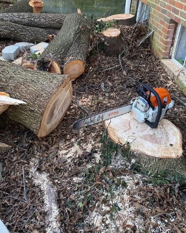 A Stihl chainsaw resting on a freshly cut stump