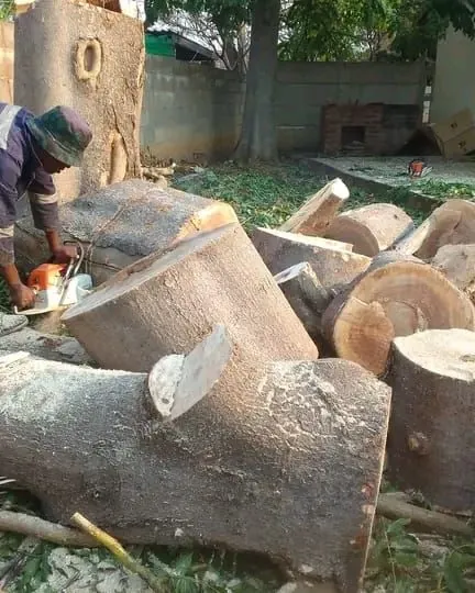 Tree Guy worker in blue overalls cutting up a felled trunk in a yard